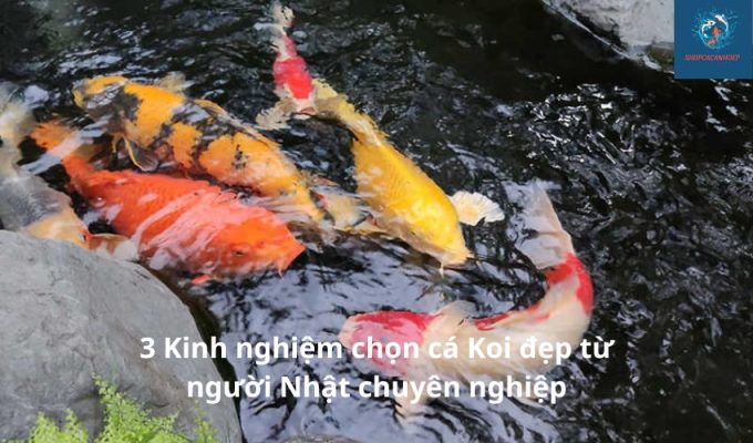 3 Kinh nghiệm chọn cá Koi đẹp từ người Nhật chuyên nghiệp 3 Kinh nghiệm chọn cá Koi đẹp từ người Nhật chuyên nghiệp