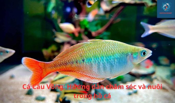 Cá Cầu Vồng: Hướng dẫn chăm sóc và nuôi trong hồ cá Cá Cầu Vồng: Hướng dẫn chăm sóc và nuôi trong hồ cá