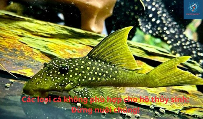 Các loại cá không phù hợp cho hồ thủy sinh: Đừng nuôi chúng! Các loại cá không phù hợp cho hồ thủy sinh: Đừng nuôi chúng!