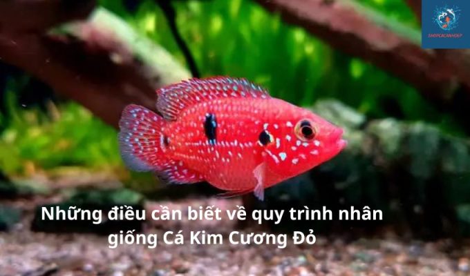 Những điều cần biết về quy trình nhân giống Cá Kim Cương Đỏ