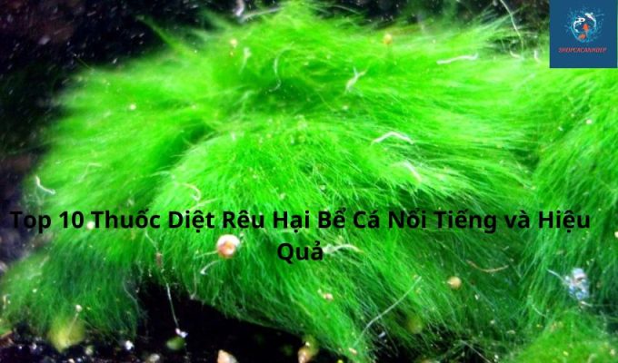 Top 10 Thuốc Diệt Rêu Hại Bể Cá Nổi Tiếng và Hiệu Quả Top 10 Thuốc Diệt Rêu Hại Bể Cá Nổi Tiếng và Hiệu Quả